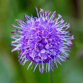 Finnes i tørr gressmark, slåttemark, steinete bakker, bergskrenter, kratt, veikanter. Blomstrer: Juli september Størrelse: 20 80 cm. Spiselig: Blad og blomst.