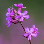 FORVEKSLINGSART: Ingen MARIANØKLEBLOM Primula veris KJENNETEGN: Flerårig urt i nøkleblomfamilien. Stengel er stiv, håret og opprett.