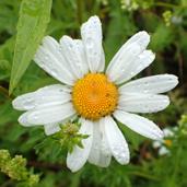 FORVEKSLINGSART: Krokhals (har lyseblå krone og er mindre) PRESTEKRAGE Leucanthemum vulgare KJENNETEGN: Flerårig urt i kurvplantefamilien. Stengel uten eller med få greiner.