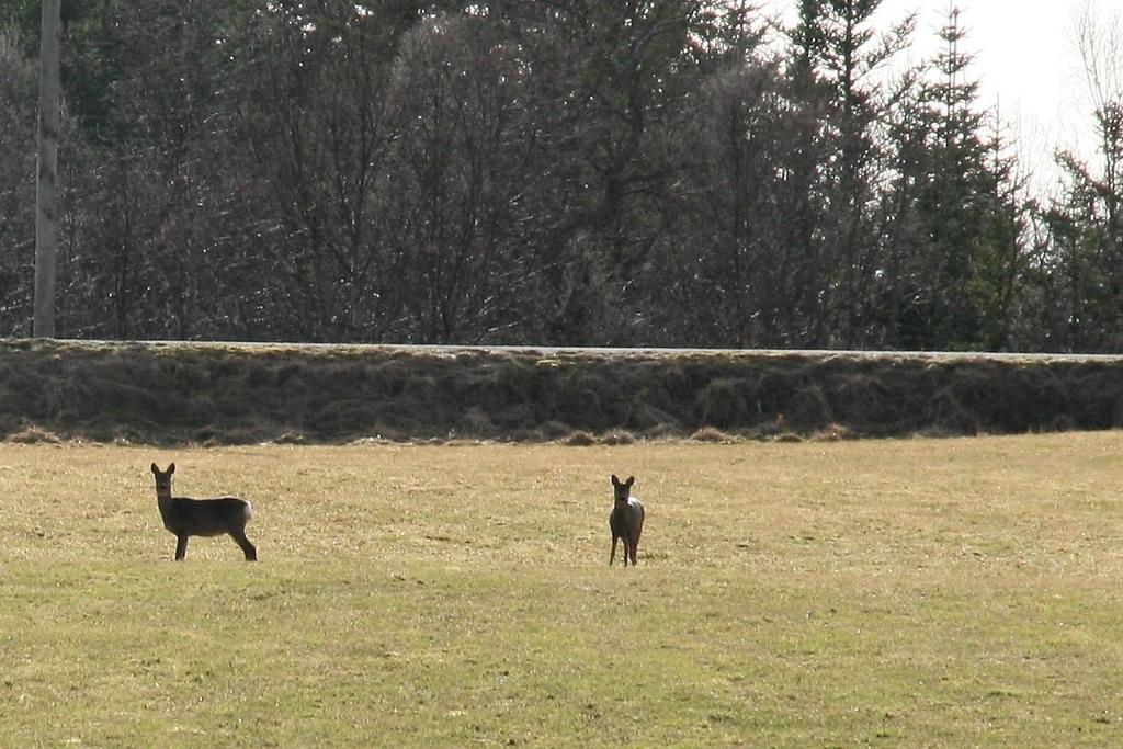 møtes de, hare, rådyr og