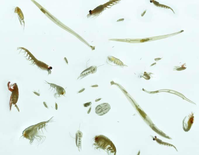 KapiTtel økosystem barentshavet Havets ressurser og miljø Dyreplankton er en samlebetegnelse på mange ulike virvelløse dyr som i hele eller av deler av livssyklus befinner seg i de frie vannmassene.