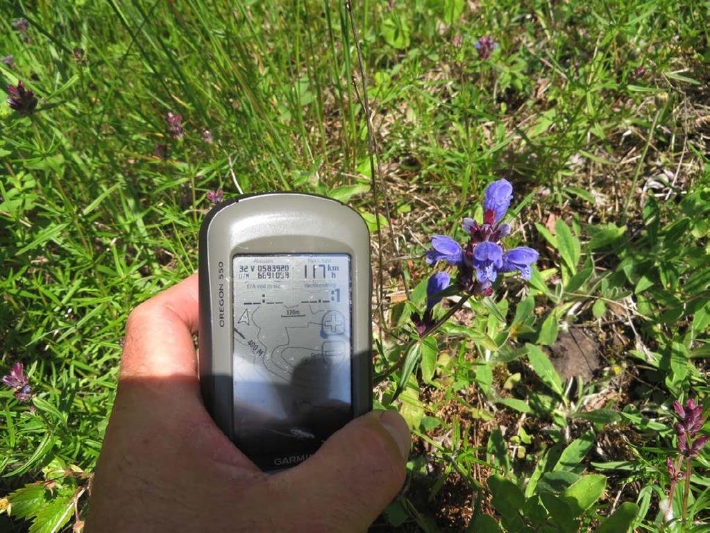 Dragehode fotografert sammen med GPS for å