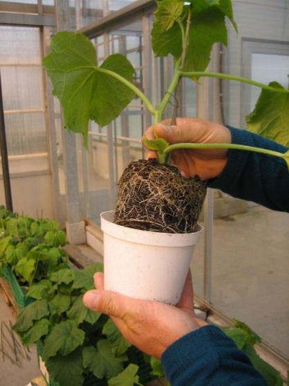 Enten man produserer småplanter selv eller kjøper fra en småplanteleverandør er kvaliteten på planten avgjørende for et godt resultat.