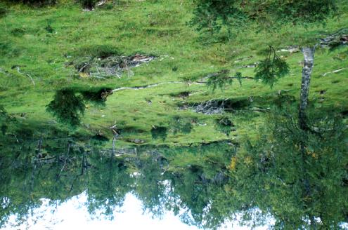 men i første rekkje engskogar og dei friskaste delane av blåbærskogen. Skogen vil vera prega av open tresetting med lite eller manglande tilvokster av ungskog. Bilde 17. Hagemarkskog på Bø på angøya.
