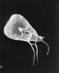 Protozoar (urdyr) 4 Giardia Toxopasma Gjev ugreie i mage/tarm hjå