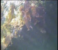 submerged fucoids, green or red seaweeds NiN S4.2/M11.