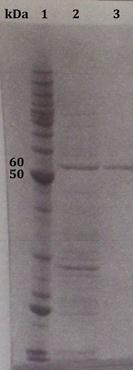 UV [A.U.] 8. Appendix 8.2.3 Isolering av W479A A) B) 0,5 0,4 V 0,3 0,2 0,1 0 5 15 25 35 45 TID (min) P Figur 8.3: A) Kromatografisk resultat av rensing av W252A på kitinkolonne.