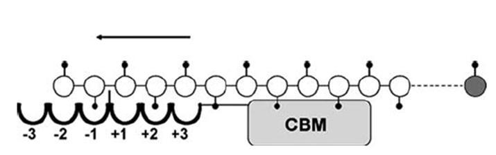 1. Introduksjon Figur 1.6: ChiB i kompleks med en enkel kitin kjede. Enzymet har seks subseter nummerert fra -3 til +3 og et kitinbindende domene (CBM).