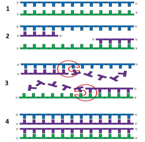 1. Introduksjon Figur 1.12: Skjematisk fremstilling av prinsippet bak PCR. 1) Dobbeltrådene i DNA separeres ved denaturering.