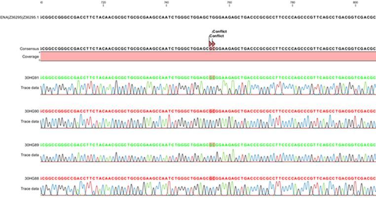 4. Resultater Figur 4.2: Figuren viser et utsnitt av sekvensering av W252A. Mutasjonen vises som konflikt i sekvensen til plasmidet der tryptofan har blitt mutert til alanin.