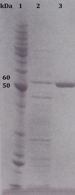 4. Resultater Figur 4.4: SDS-PAGE gel av Y481A. Brønn 1) Protein ladder med merket bånd ved 50 og 60 kda. Brønn 2) Periplasmatisk ekstrakt. Brønn 3) Renset protein.