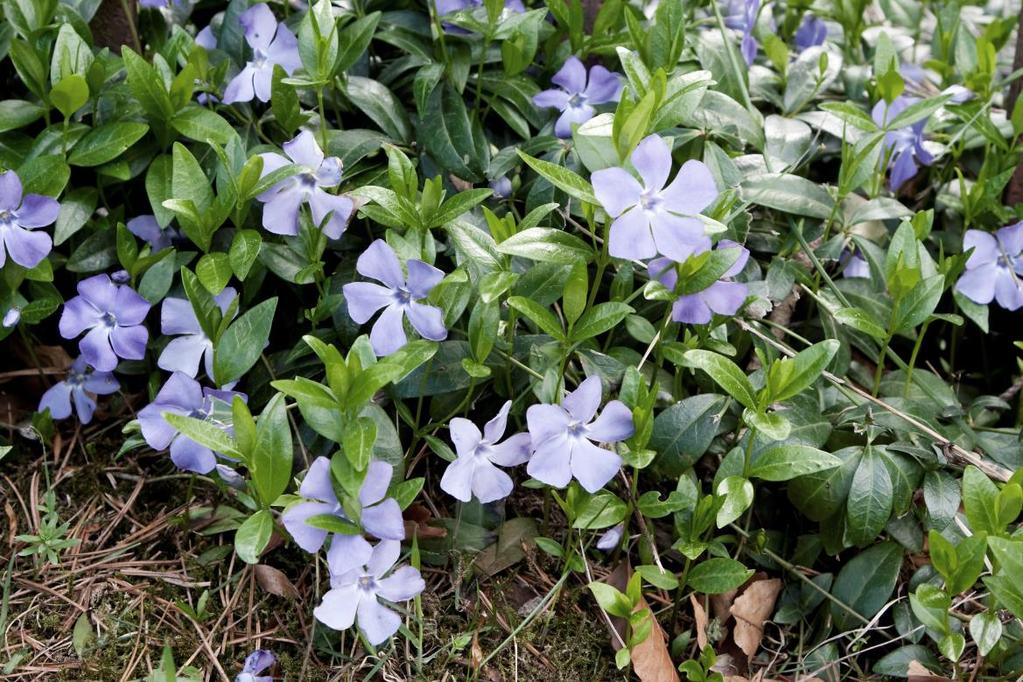 1.3 Innførsel og utsetting av landlevende planter Figur 3 Utsetting av gravmyrt (Vinca minor) krever i utgangspunktet tillatelse. Foto: Kim Abel/Naturarkivet.no 1.3.1 Forbud mot innførsel, omsetning