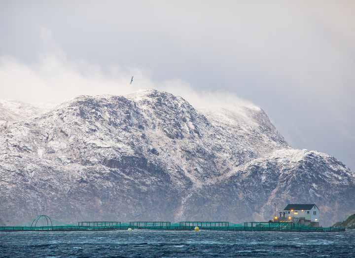 GRIEG SEAFOOD FINNMARK AS 22 104 TONN GWE 27 LISENSER Grieg Seafood Finnmark AS (GSFF) driver oppdrett av laks i Finnmark fylke på totalt 26 produksjonslisenser i sjø og en smoltlisens.