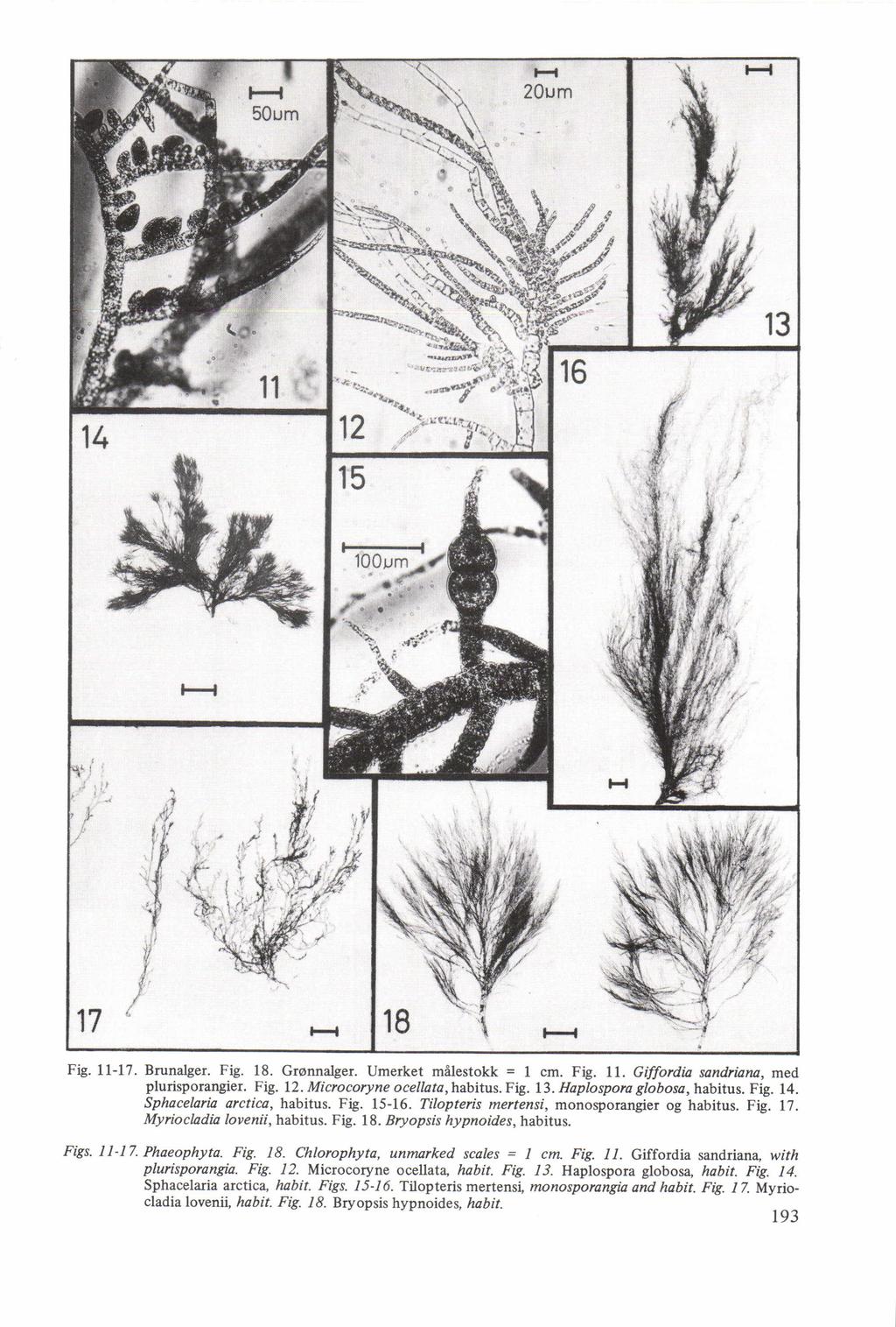 Fig. 11-17. 3111alger. Fig. 18. Gronnalger. Umerket milestokk = I cm. Fig. 11. Giffordia sandriana, med plurisporangier. Fig. 12. Microcoryne ocellata,habitus. Fig. 13. Haplospora globosa, habitus.