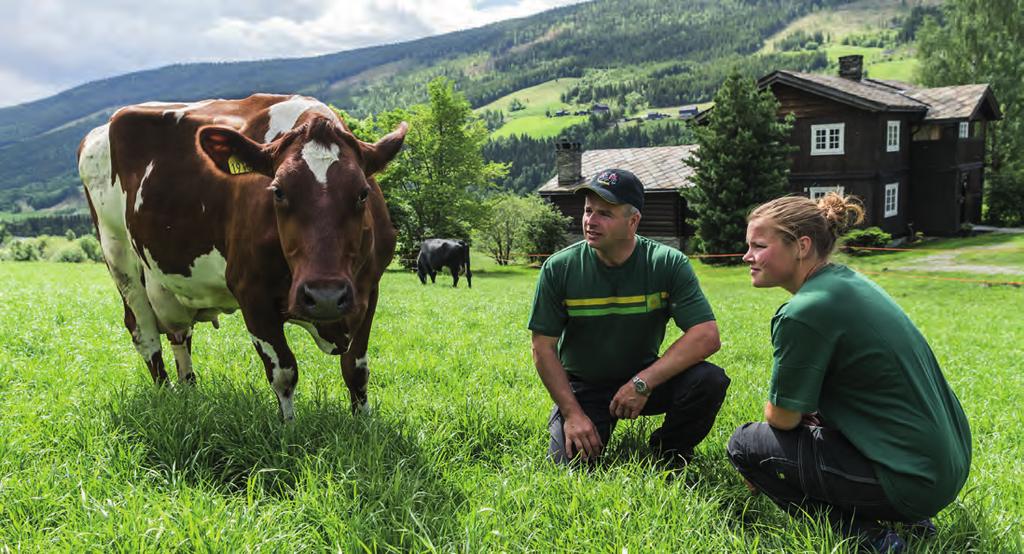 Det måtte jeg hver dag før roboten ble installert, sier han, og fortsetter: Til tross for at kua må gå opptil 500 meter til det borteste beitet, holder vi melkingsfrekvensen oppe på et fint nivå. Pr.