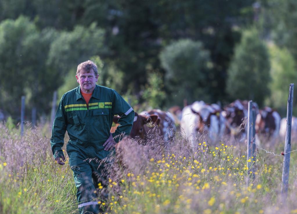 Gårdsbesøk på Meråker i Nord-Trøndelag Beitelag i bjørneland Vi opplever også mye regn i perioder samt at reinsdyr sendes ut på beite tidlig på sommeren, det har skapt noen utfordringer for oss.