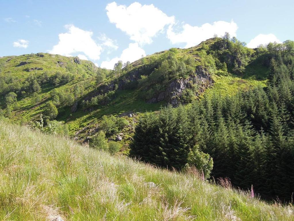 naturlig på Vestlandet, og tette granplantefelt står i stor kontrast til den naturlige vegetasjonen og trekker inntrykket en del ned. Samlet vurdert til middels verdi.