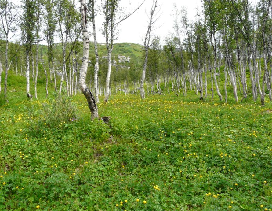 Lovbrudd og Sanksjoner, naturmangfoldloven kap.