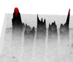 M4C-kondisjonert medium, brønn 3), M1 cellelysat med E-64 (10 µm, brønn 4), M2 cellelysat (brønn 5), M2 cellelysat med MP-L01* (10 µm, brønn 6), M2