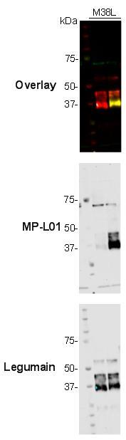 legumainprobe MP-L01 (1 µm) i 30 minutter ved 30 ºC før tilsetning av sample buffer (7,7 µl) og 0,5 M DTT (3,1 µl).