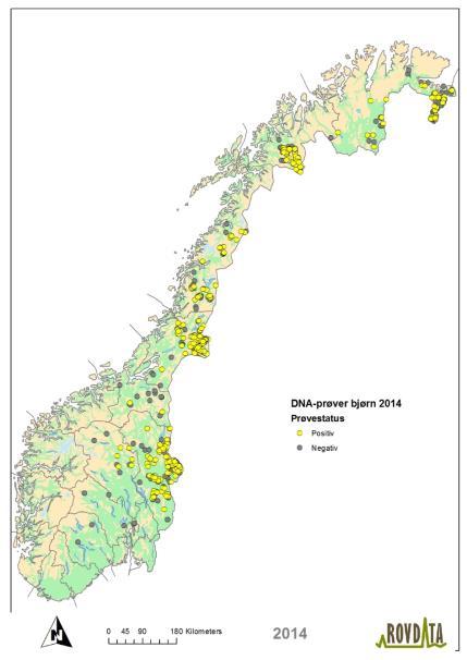 DNA-bjørn 2014 962 prøver analysert