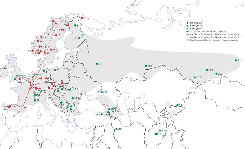 SPREDNING AV ENGSVINGEL I EUROPA DIVERSITETEN ER SVÆRT LITEN, BARE 3