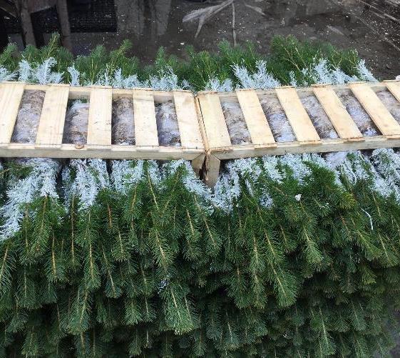 Forskrift om skogfrø og skogplanter Godkjenningsordning for omsetning og bruk av frø og planter