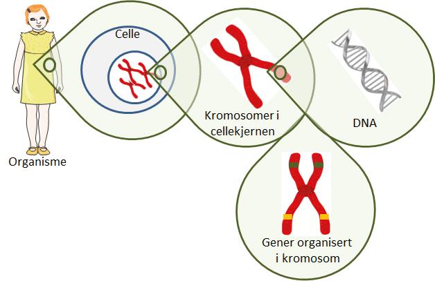 Figur 1. Organisering av arvematerialet. Kroppen vår er bygget opp av celler som alle har identisk genetisk materiale (DNA) i cellekjernen.