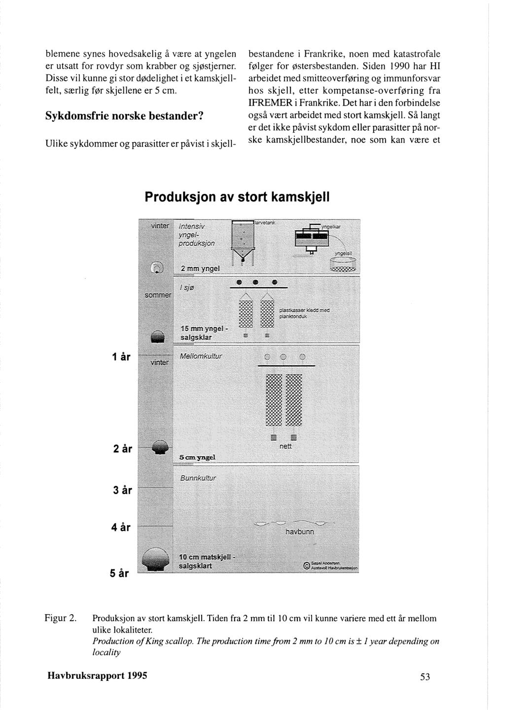 blemene synes hovedsakelig å være at yngelen er utsatt for rovdyr som krabber og sjøstjerner. Disse vil kunne gi stor dødelighet i et kamskjellfelt, særlig før skjellene er 5 cm.