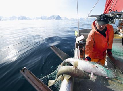 Økonomiske og biologiske nøkkeltal frå dei norske fiskeria 213 Economic and