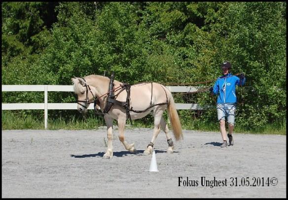 Instruktør var Frank Skubberud, kurset ble holdt i Ytre Enebakk. Seks hester ble med på kurset, alle 2 eller 3 år gamle.