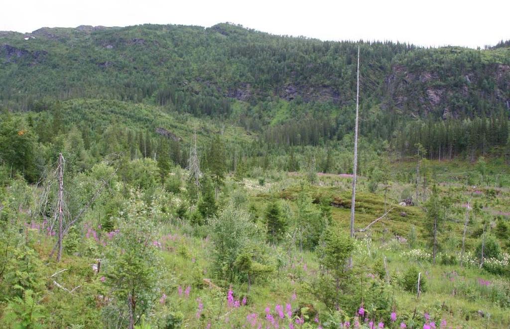 11 Planområdet i Bryggfjelldal er barskogdominert og samtidig sterkt påvirket av hogst (Fig. 9). Blåbærskog med gran dekker størst arealer.