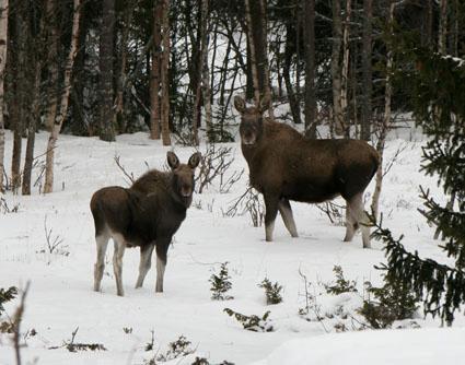 no Elgforvaltningen i Aust-Agder 2009 - avskyting - bestandsutvikling - vurdering av elgbeite