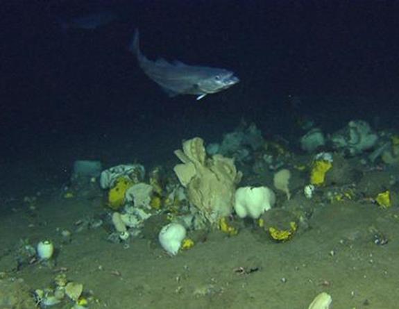 havbunnen tar tid å oppdage Vanskelig å oppdage på havoverflaten Selv små