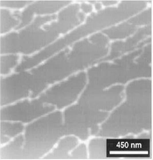 Endring i proteinstrukturer Re-polymerisering