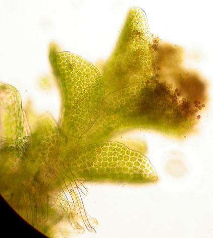 I mikroskopet skilles råtetvebladmose fra de fleste nærstående artene ved sine oftest 1- cellede grokorn (Figur 2).