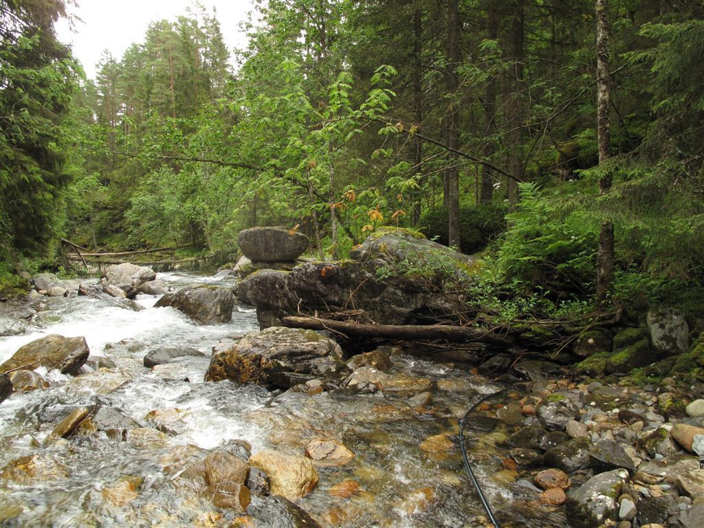 Figur 7: Små elver, slik som Moelva i Ringebu, er typisk habitat for råtetvebladmose.