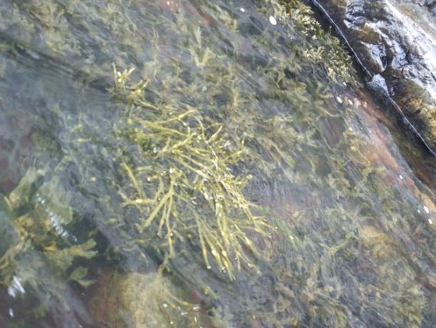 nodosum), gjelvtang (Fucus evanescens) og sagtang (Fucus serratus). Foto av de fem tangartene ses Figur 28.