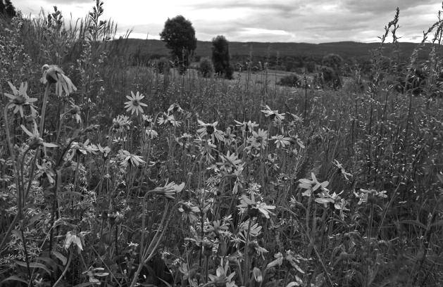 Solblomeng i nyrestaurert slåttemark i Kirkebyhagen. Foto: Egil Michaelsen 2007, www.markblomster.com Post 11: Kulturmarkstyper Dyrkamark: ( jorde ) er de arealene som ble fulldyrket.