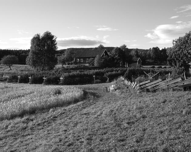 Post 18: Bringebær På dette stykket står det 15 000 bringebærplanter. Lages det syltetøy av hele avlingen, kan vi få ca 12 000 halvkilosglass med bringebærsyltetøy.