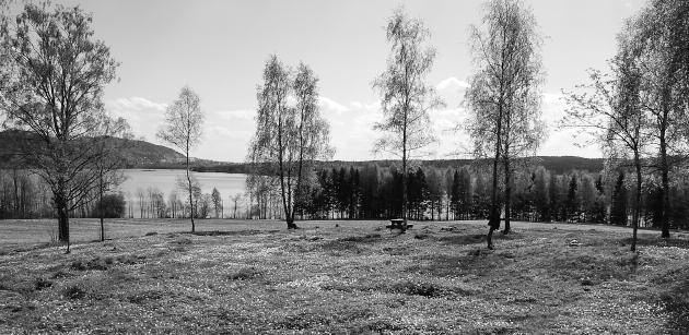 Post 25: Bjørk Det finnes tre arter av bjørk i Norge: Hengebjørk (Betula pendula) er det mye av i lavlandet i Sør-Norge, opptil ca. 500 moh. Treet må ha mye lys for å overleve.