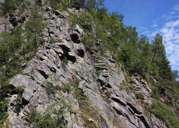 Rødlistearten alm (NT) vokser flere steder i den sørvendte lia nord for Håvestøylsåne. Foto: Ole Kristian Spikkeland.