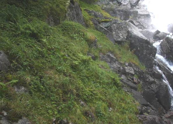 Figur 21. Naturtypen fossesprøytsone (E05) urterik utforming (E0502), opptrer langs Håvestøylsåne om lag kote 695-730 m. Foto: Ole Kristian Spikkeland.