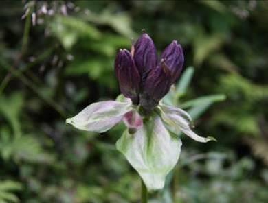 elvetrappemose (Nardia compressa),