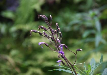 knippegråmose (Racomitrium fasciculare) 