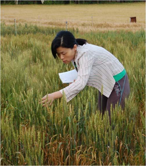 Fusarium- data fra smitteforsøk på Vollebekk siden 2009 - videre testing vil bli gjort Formål: Finne de