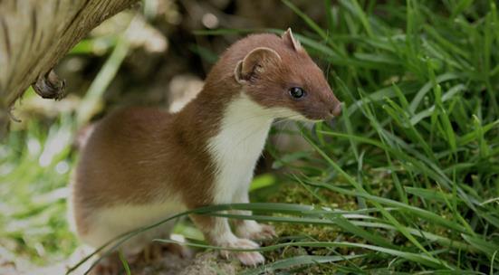 Til mangfoldets beste? Eks røyskatt, introdusert for å ta knekken på kaniner, har selv blitt en større trussel Målet er å få dem til.