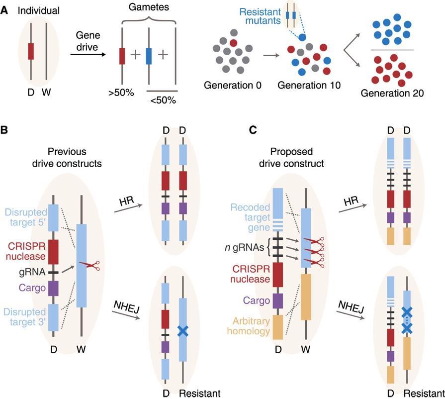 Fig. 1 CRISPR gene drive inheritance and spread in wild populations.