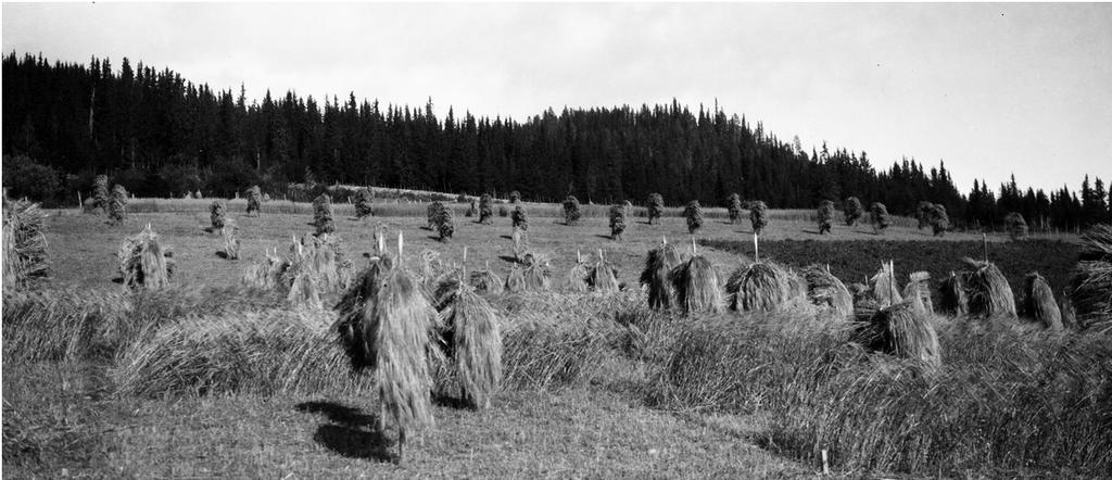 1 INNLEIING 1.1 Engdyrkinga si historie Opprinneleg var det skogen som dominerte i vårt land.