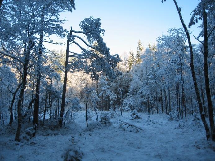 Liten myr. Bilde av lysningen nord i delområdet. Mål for delområdet Målet er å få en mer åpen og sjiktet skog som virker innbydende å gå inn i og lite attraktiv for bostedsløse.